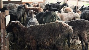 Sheep housed in barn for feeding, shelter, showcasing agricultural practices, livestock care
