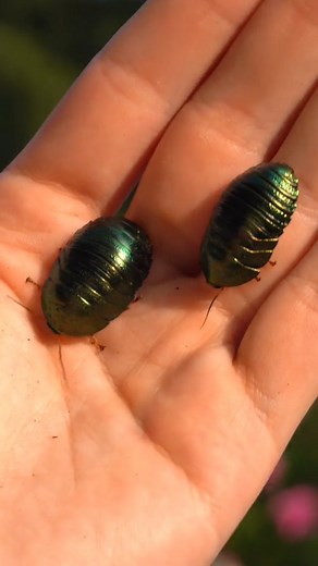 The prettiest cockroaches you've ever seen! The emerald roach 🪳💚 | Tyler Rugge