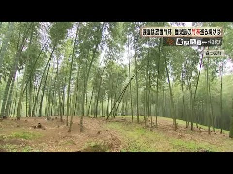 「放置竹林が“資源”に変わる瞬間」鹿児島・大崎町の竹炭×障がい者就労モデルが示す全国展開の可能性 (26/03/24 19:00)