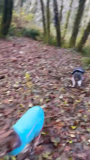 4.2K views · 19 reactions | Broken Promises Rescue on Reels | Facebook