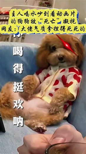 The dog watching cartoons was disturbed by the owner drinking water.