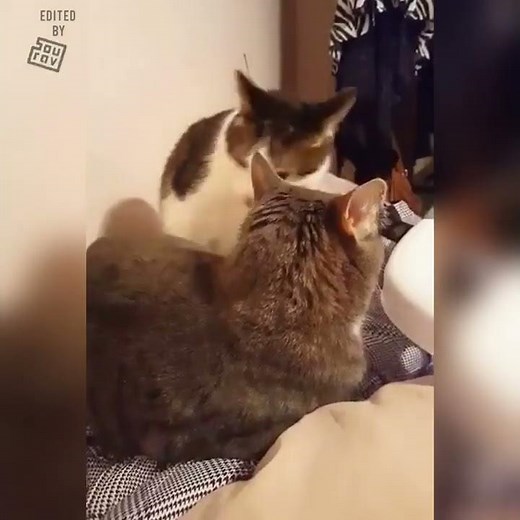 The Original CATastrophe! (Cat bites another cat, but it's with Tom and Jerry sounds!)