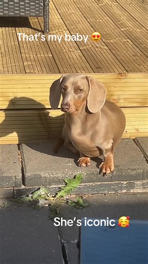 #iconic #pepsi #dogsoftiktok #mybaby #cute 🎀💗🩷💕