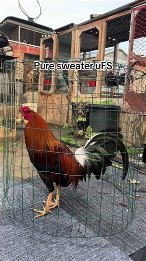 #forbreedingpurposeonly #noanimalswereharmed #gamefowlforsale #gallosfinos