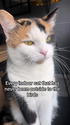Calico Cat Behavior: Silly Indoor Calico Cats Bird Watching