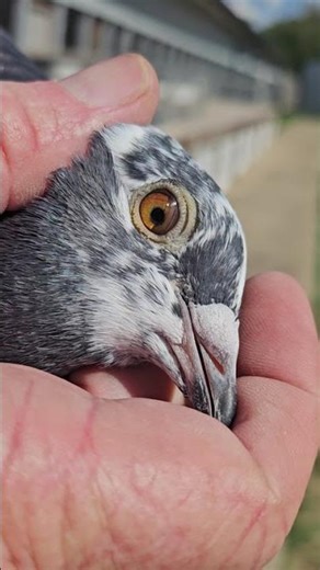 25-CBS-671 Grizzle Splash Hen #pigeon #birds #kabootar