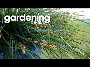 Aussie native grasses