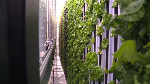 How urban farming is changing the sustainability game in Charlotte