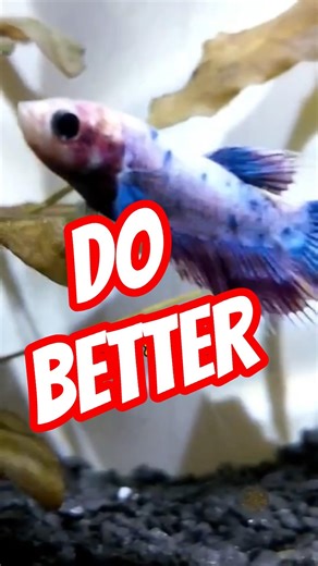 Stop Feeding Your Betta Fish Trash 😡