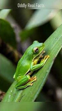 The Lemur Leaf Frog Has Night-Vision Eyes 😳🐸 #facts #animalfacts #animals