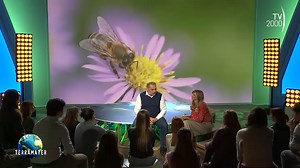 Le api e il miele - Terramater