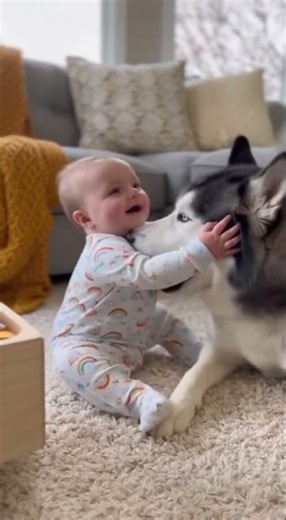 Baby's First Husky Playdate!