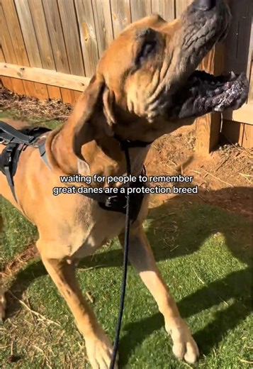 hunting & protection….had to keep the sound on the first bit lmfaooo hes insane #knoxgreatdane #purebredgreatdane #greatdane #dogs #fyp #dogtraining #personalprotection #workingbreed #hellhound #bigdog #bitework #personalprotectiondog #daghoul #workingdogs #hunting #agitation #heelwork #slatmill