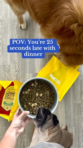 Ugh, the horror! It's been, like, 25 WHOLE SECONDS past dinner time! Does mom even LOVE me anymore? 🙃 | Pet Supermarket