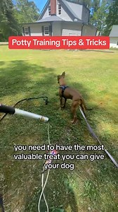 Potty Training Tips & Tricks #puppytraining #puppytrainingtips #puppytrainer #puppyobedience #puppytraining101 #puppyschool #puppylove #puppiesofinstagram #puppylife #trainyourpuppy #puppybiting #puppyleashtraining #puppysocialization #puppyjumping #positivedogtraining #forcefreedogtraining #rewardbasedtraining #puppydevelopment #housebreaking #pottytrainingpuppy #BestBuddyDogTrainer #InHomePuppyTraining #MarylandPuppyTraining #puppytrainingprogram #puppytrainingjourney #puppytrainingvideo | Bes