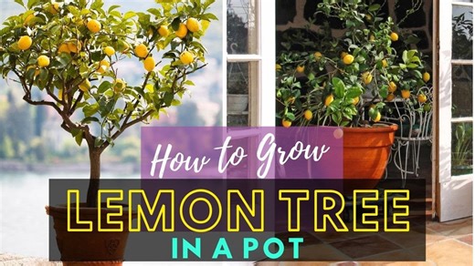 Lemon tree container care tips every gardener should know