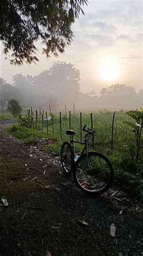 Chirping birds #naturesounds #birdsong #asmr #relaxing