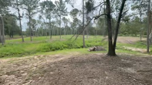 92K views · 5.7K reactions | Treats for our rescue pigs and talking about alpacas | Ima Survivor Donkey and Farm Animal Sanctuary | Facebook