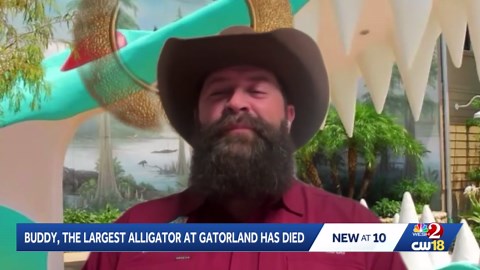 Buddy, Gatorland's biggest alligator, dies of old age