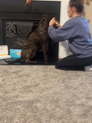 Here's our girl getting swabbed for the test | Johnston County Animal Protection League