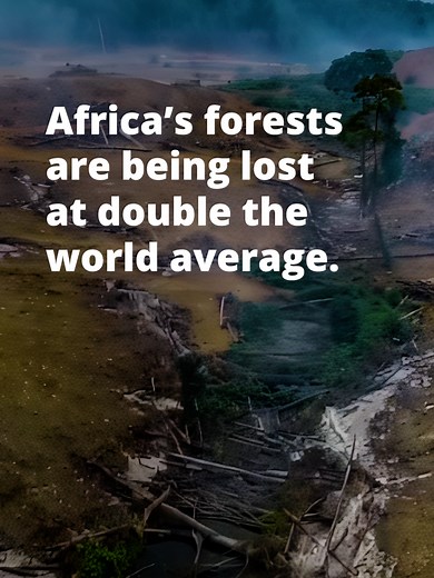 Protect Africa's Forests: Stand Against Deforestation and Illegal Logging