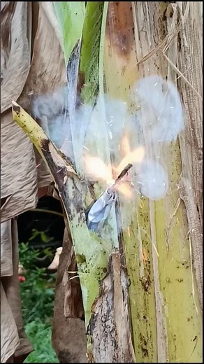 Banana tree blast #experiment #fireworks #firecracker #shorts