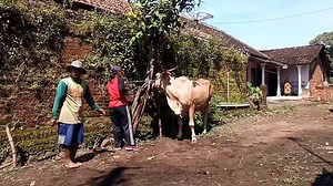 mate cow fully part 2