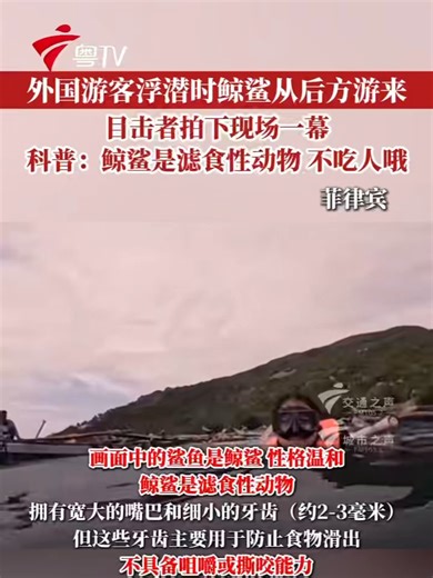 外国游客浮潜时鲸鲨从后方游来！目击者拍下现场一幕！科普：鲸鲨是滤食性动物，不吃人哦。#鲸鲨为啥不吃人 #人生照片