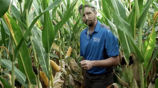 Stages of Corn Growth & Seed Development