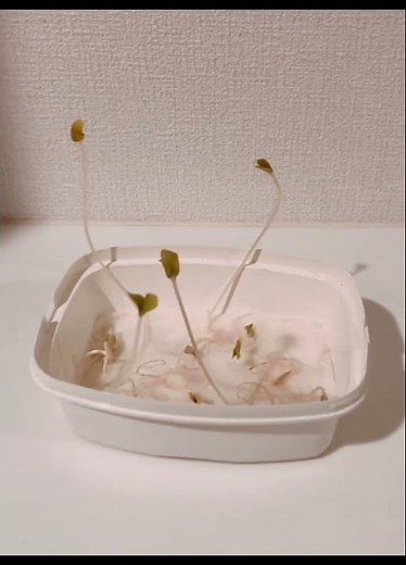 メロンの種が成長するよ！#メロン栽培 #小学生 #メロン #タネ