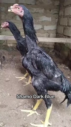 Shamo Dark Blue: A Unique Colorful Chicken Breed