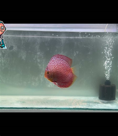 Discus Ring Leopard by KJK Discus #fish #discus #leoparddiscusfish #ikanhias #ikandiscus #discusfishlover #fishlovers #ringleoparddiscus #aquarium #aquatic
