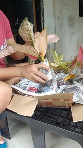 Removing all potting media to avoid roots from suffocation #plants #aglaonema #plantita #fbreelsfypシ゚ #garden #highlights #everyone | France Colinares