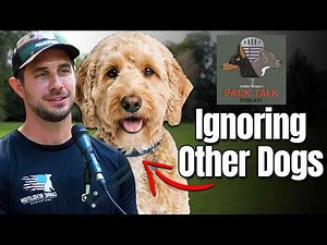 Social Neutrality Dog Training: How to Teach Your Dog to Ignore Other Dogs