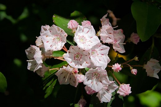 Showy Blooms - Blue Ridge Parkway (U.S. National Park Service)
