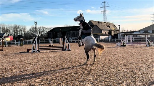 Problem Solving Show Jumper 'Lola' Takes the Stage