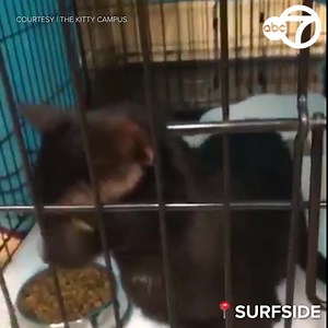 Binx the cat, who had lived on the ninth floor of the South Florida condo building that collapsed last month, has been found safe near the rubble and returned to its family. Officials say they are glad the small miracle could provide a bright spot for the entire community. https://7ny.tv/3k2TQjn | ABC7NY