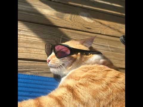 Escaping Predators as a Horse! Realistic Animal Gameplay