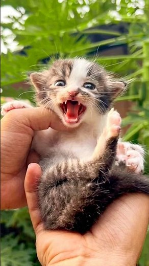 The Cutest "Meow Meow" Ever! 🥺 | Cat videos | Cat | Persian cat sound | Cat voice | Kitten meowing