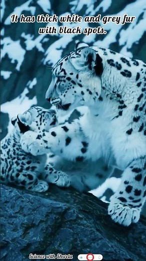 The Ghost of the Mountains ❄️🐆 | Snow White Leopard