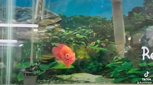 23K views · 718 reactions | In the vibrant underwater mosaic, the Short Body Red Jewel Cichlid stands out as a radiant gem. Its compact form and fiery red scales sparkle with intensity, mirroring the passionate heart of the waters it calls home. This living jewel, with its bold coloration and spirited demeanor, encapsulates the untamed beauty and diversity of aquatic life. | Pet Zone Tropical Fish, San Diego, California | Facebook