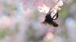 1.8K views · 28 reactions | Happy National Pollinator Month from EWU!...