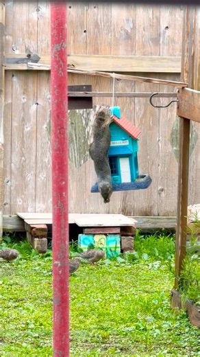 Squirrel takes over the bird feeder as the doves watch.. #squirrelstealingbirdseeds #squirrel #doves