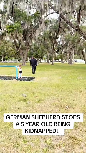 Belgian Malinois K9 Training USA: Malinois Dog Highlights