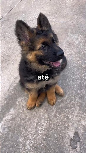 Curiosidades sobre o Pastor Alemão 🐶