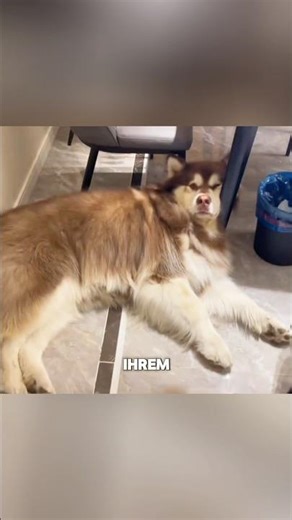 She made this out of her dog's fur 🥰🧶 #shorts