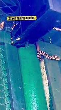 Snake eating lizard/Snake video #snakevideo #snakeeating #wildlifephotography #wildlifedrama #nature