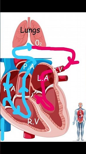 Double circulatory system GCSE Biology Combined science pass your exams @letsgettothemarks