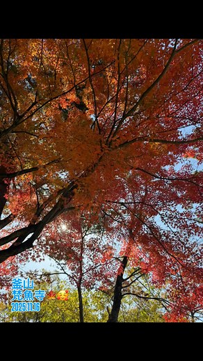 釜山 梵魚寺 2025.11.16 記錄 #梵魚寺賞楓 | 潘子偉