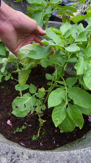 Harvest homemade potted potatoes #treeplant #potatoes #plant #rosegarden #rosegarden #plantingseeds #plantingroots #growing #growingtree #anthurium #anthuriumhybrid #flowerplant #flowers #roseflower #Growing #Planting #FlowerPlant #Anthurium #plantingroots #roses | MasterYii-9
